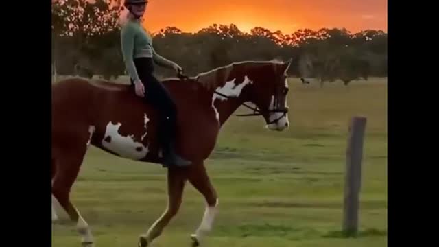 Horse SOO Cute! Cute And funny horse Videos Compilation cute moment #23