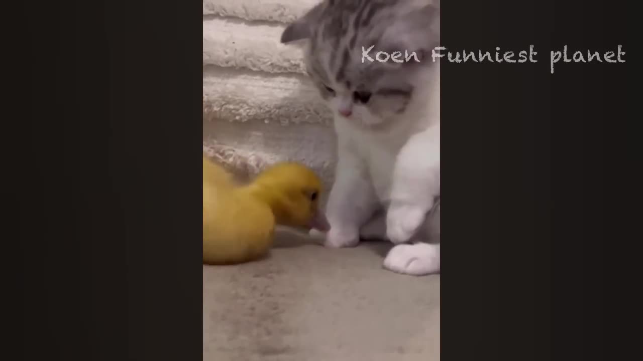 Funny Animals (Cats & Dogs) from 2023
