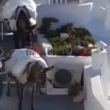 makeleio.gr - Απάνθρωπες ραβδιές σε γαϊδουράκι στη Σαντορίνη