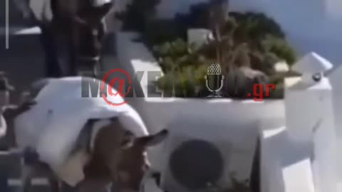 makeleio.gr - Απάνθρωπες ραβδιές σε γαϊδουράκι στη Σαντορίνη