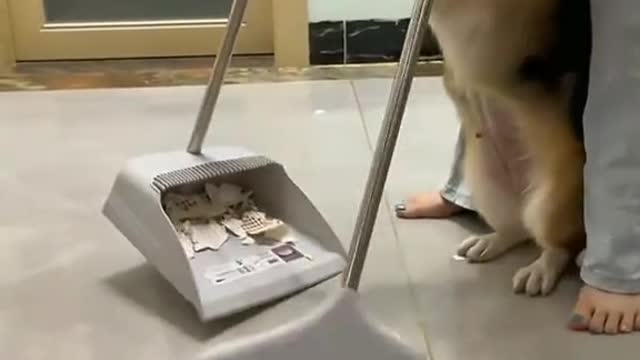 A dog that makes mistakes