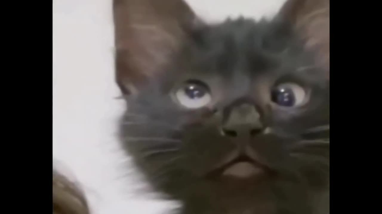 black cat funny🤣🤣