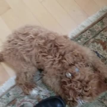 Leo shaping behaviors for let's go, at-ease and stay cues.