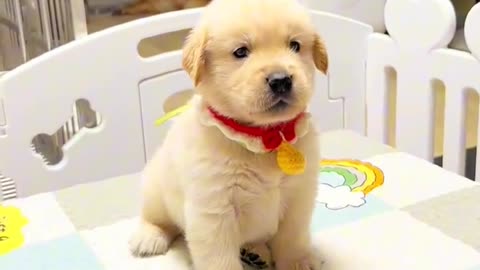 CUTE PUPPY