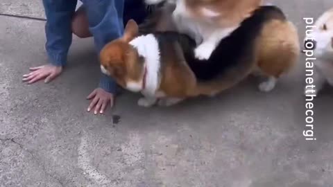 unleash the kraken_ -- _plutoplanetthecorgi_-__corgi