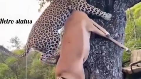 Animal Discovery