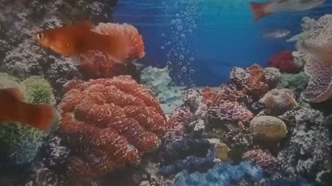 giant fish