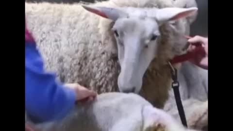 What's the matter with the lamb? Are you sick?