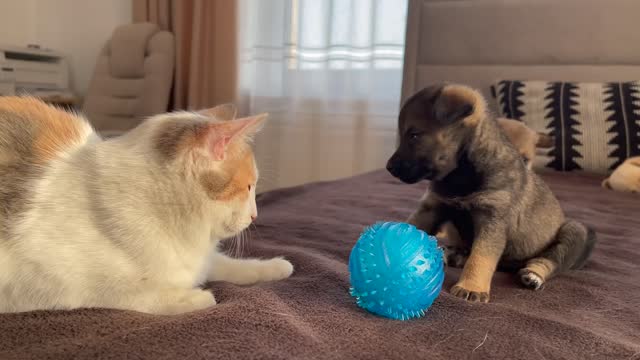 Funny Cat Reaction to Puppies Dora sees them for the First Time