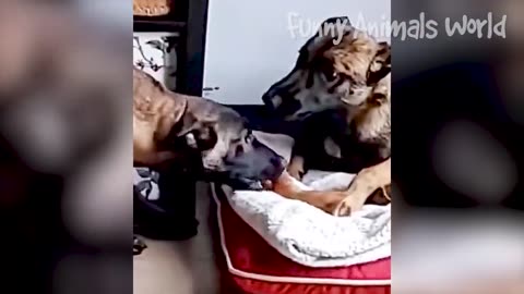 Funniest Cats And Dogs Videos 😁 - Best Funny Animal Videos 2023 😅