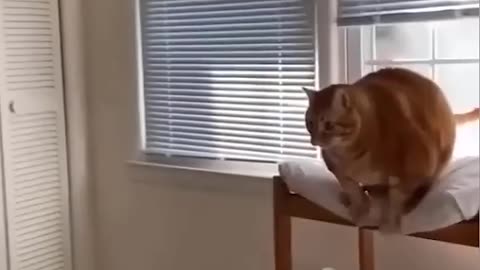 Animal fun