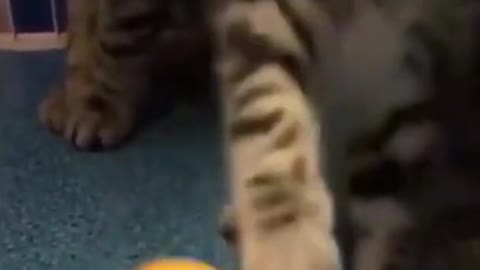 MOST FUNNY CAT VIDEO CLIP