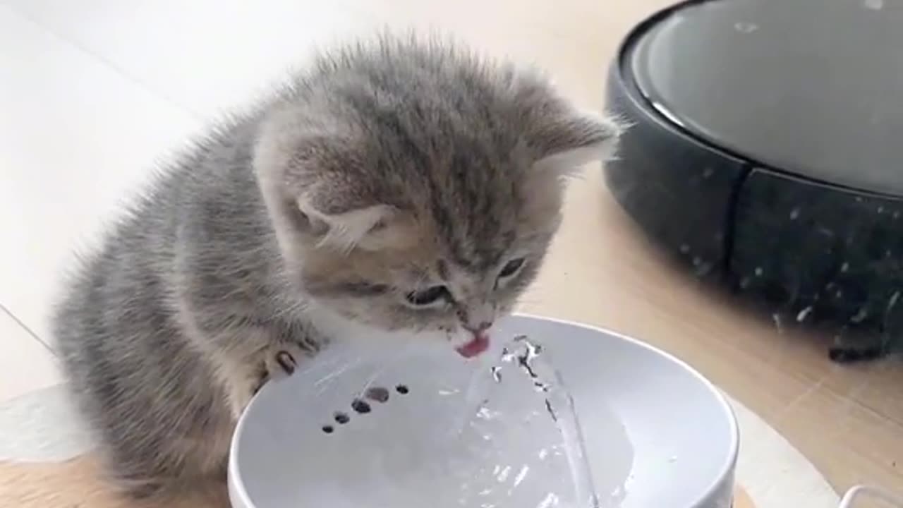 She can play for a day #cute #cat #cutepet #kitten