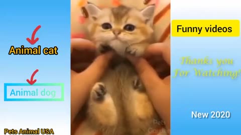 Funny cat 🐈😺😂