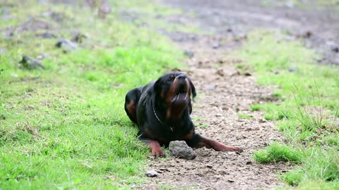 Living with a Rottweiler Tips & Tricks!