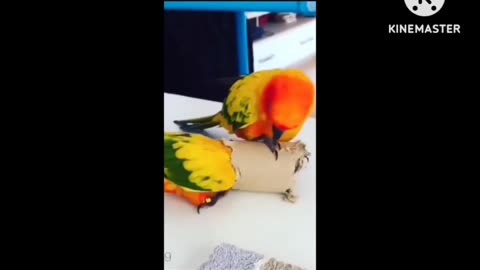 Animals funny moments