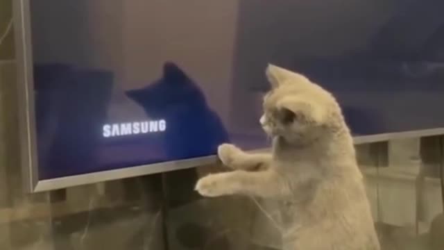 funny cats videos 2023 that looks like play in home