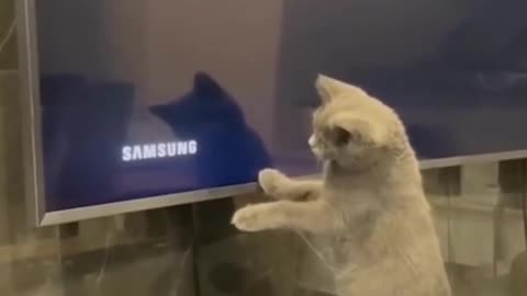 funny cats videos 2023 that looks like play in home