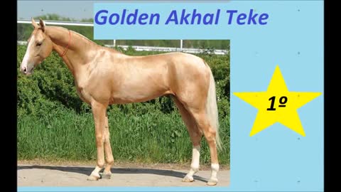 top 10 most beautiful horses the world