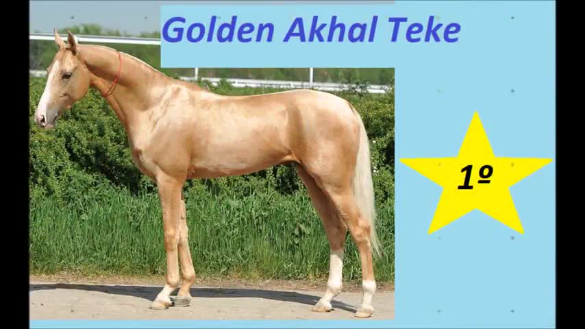 top 10 most beautiful horses the world