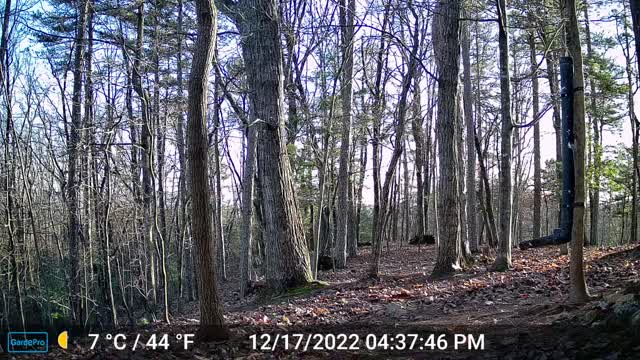 The Woods – 12/18/2022