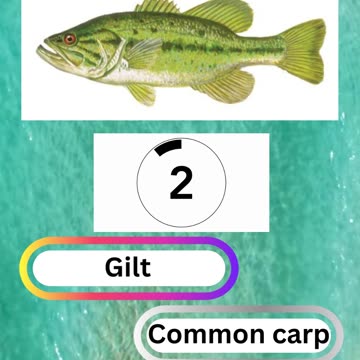 Fish Frenzy 17 A fast-paced quiz