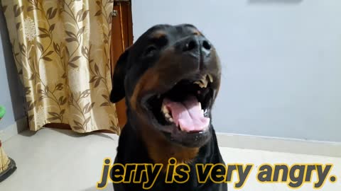showing rottweiler dog aggression ||world's most dangerous dog rottweiler.