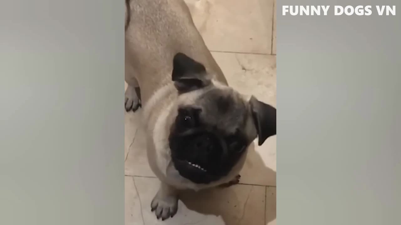 Try Not To Laugh Animals - Funniest Animals Video 2023 - Funny Dogs And Cats