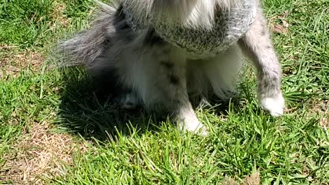 Pomeranian Loves Her Sweater