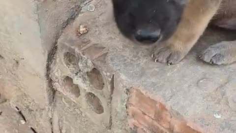 so lonely dogies
