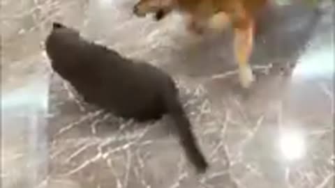 Funny Animal