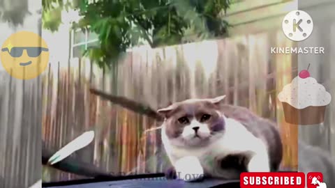 Funny animal video 2023