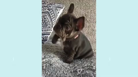 Crazy and Cute Animal Video