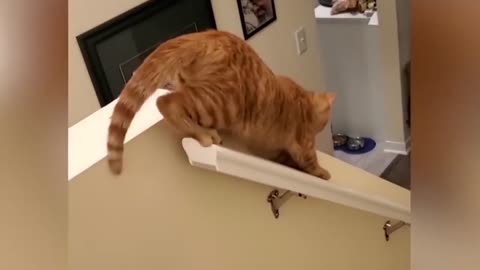 Funniest Animals 2023 😂 Funniest Cats and Dogs 😺🐶