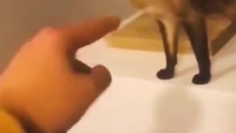 Funniest animal compilation #3