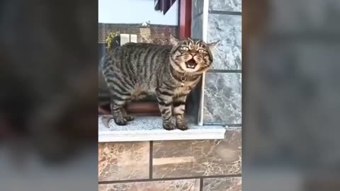 Talking cats