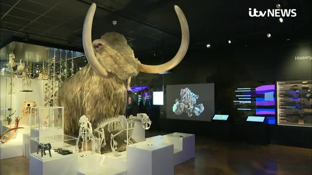 Archaeologists stunned by 40,000-year-old mammoth remains in undiscovered Devon cave | ITV News