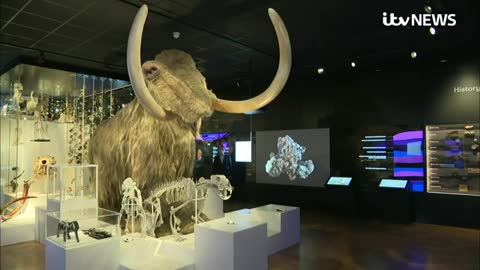 Archaeologists stunned by 40,000-year-old mammoth remains in undiscovered Devon cave | ITV News