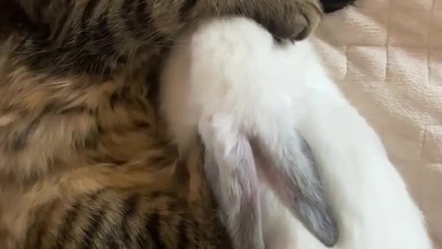 Celo Pet - Animais Engraçados/Funny Animals Channel #gato#cachorros#animais #cats#dogs#funny #673