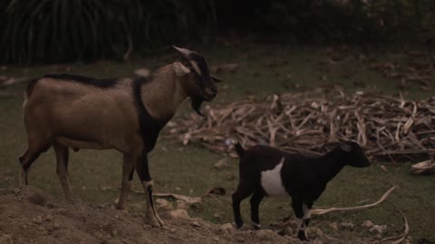 Goats in neat rows
