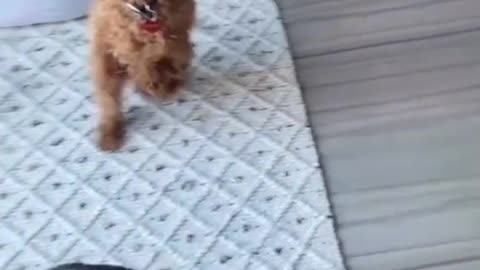 Ultimate Compilation of Funny DOGS & Cute PUPPIES! 🐶🐶