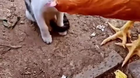 cat vs chicken fight