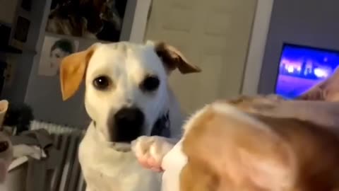 CAT FIGHT, DOG REFS