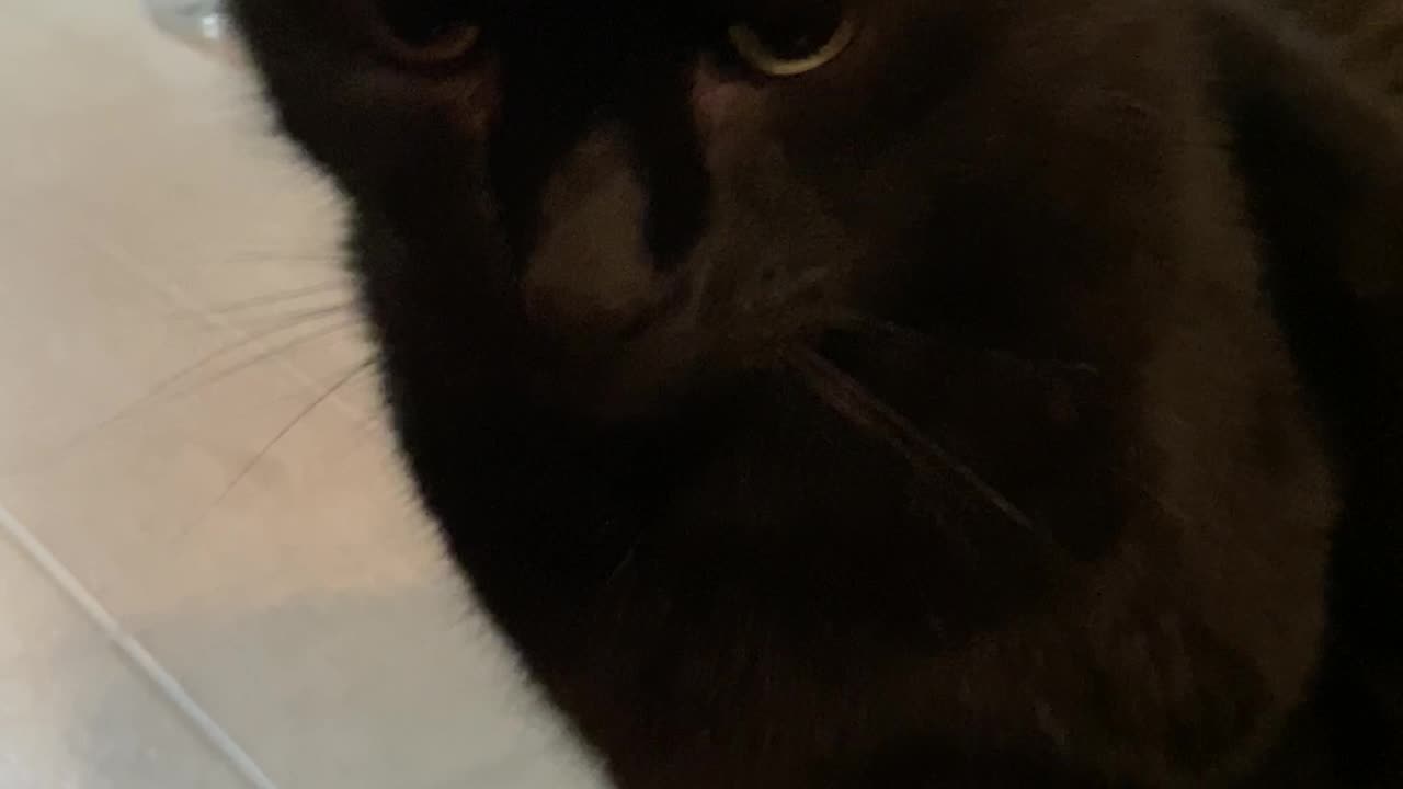 Happy Halloween from my mr purrrfect :)