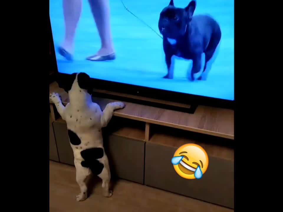 Funny dog behavior seeing his friend on tv 2021