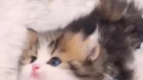 animals_cute 26