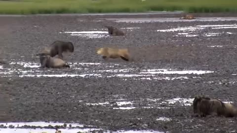 Leopard risking his life for Lions Cub
