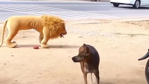 Dog Lover's