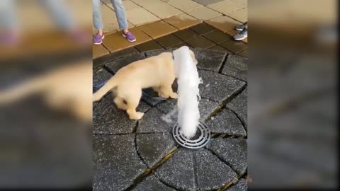 Baby Dogs - Cute and Funny Dog Videos Compilation