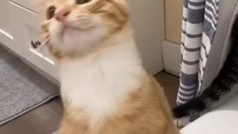Funny cats vedios